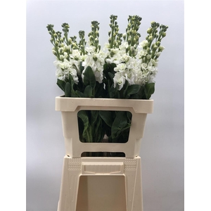 MATTHIOLA IRON WHITE