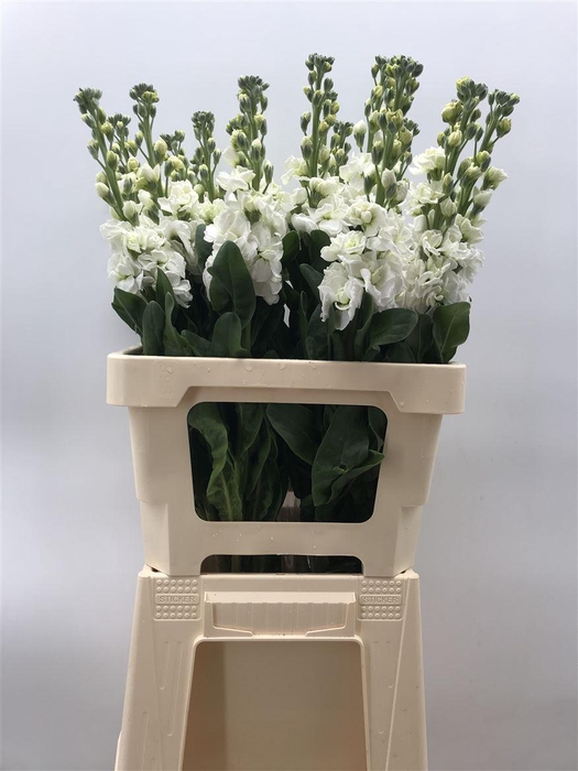 <h4>MATTHIOLA IRON WHITE</h4>