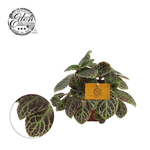 <h4>Episcia Cupreata, 12cm</h4>