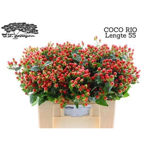 HYP COCO RIO