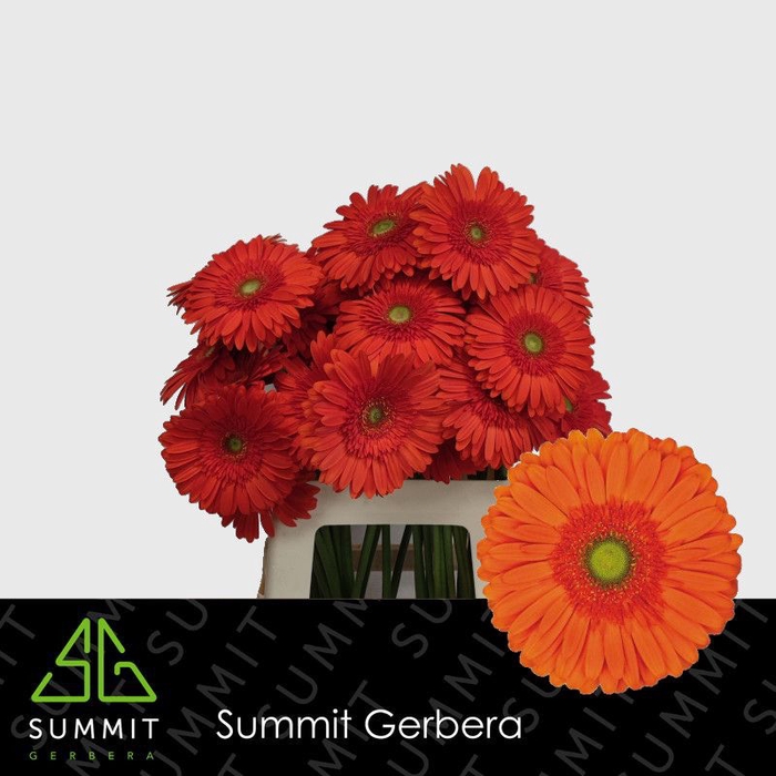 <h4>Gerbera Atlanta Water x40</h4>