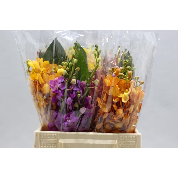 <h4>Dendro Bqt Mix Mokara 3 Tak</h4>