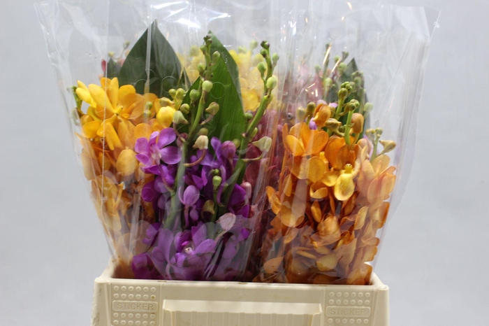 <h4>DENDRO BQT MIX MOKARA 3 TAK</h4>