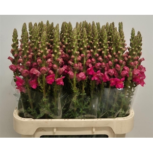Antir Potomac Pink