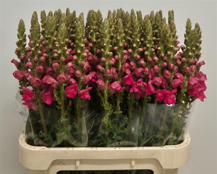 <h4>Antir Potomac Pink</h4>