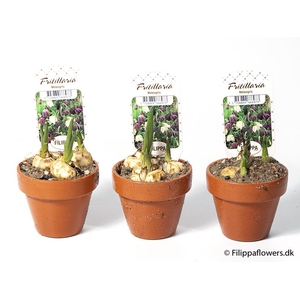 FRITILLARIA MELEAGRIS