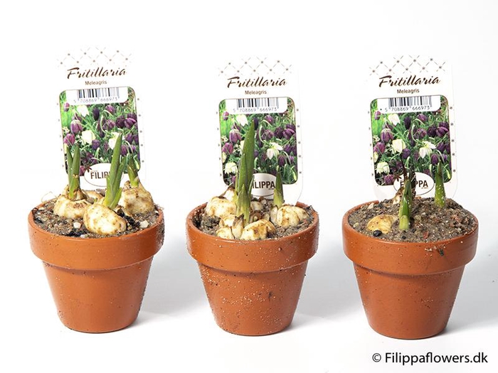 <h4>FRITILLARIA MELEAGRIS</h4>