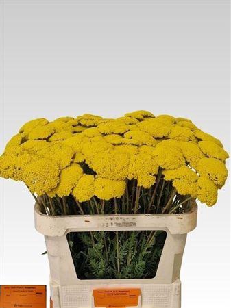 <h4>ACHILLEA PARKER</h4>
