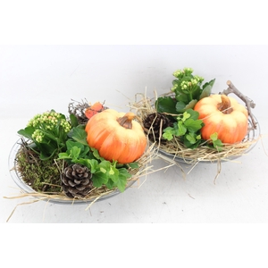 arr2 PL - Glas 23cm pompoen