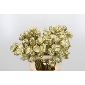 Ascl Moby Dick Kl Bh Goud