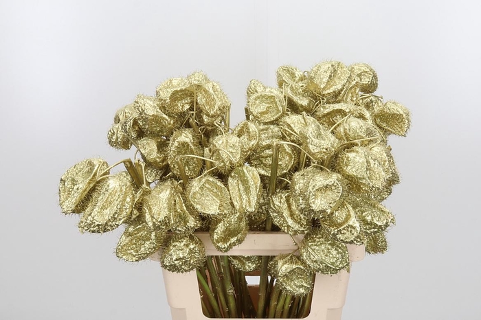 <h4>Ascl Moby Dick Kl Bh Goud</h4>