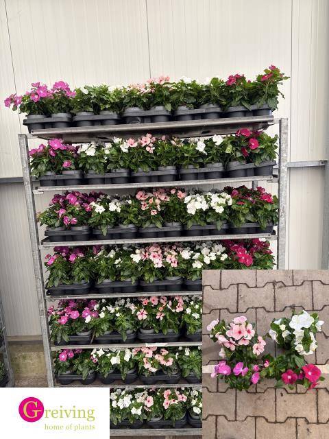 <h4>.Catharanthus roseus gemengd</h4>