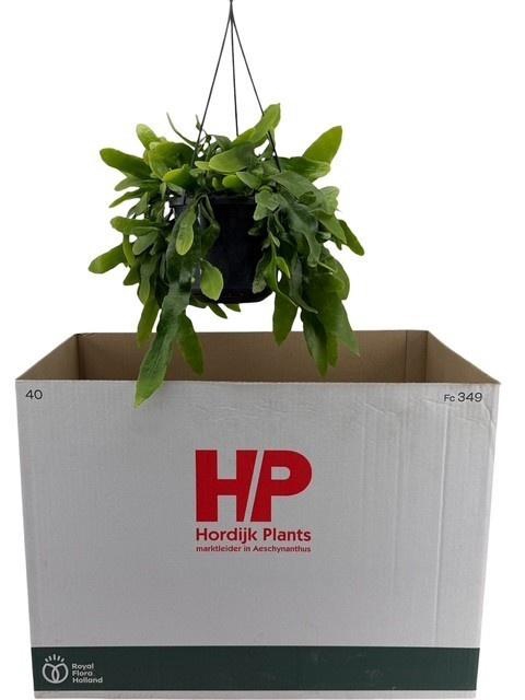 <h4>EPIPHYLLUM OV</h4>