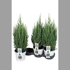 JUNI CH STRICTA