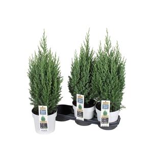 JUNI CH STRICTA