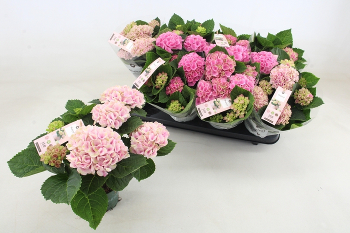 arr8 Hydr M Mag Revolutio