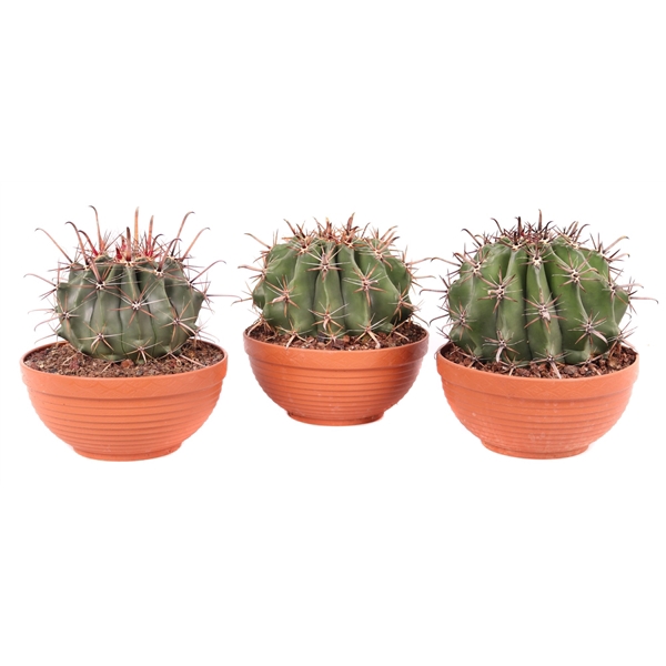 <h4>Ferocactus townsedianus 17 cm</h4>