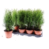 Thuja Smaragd