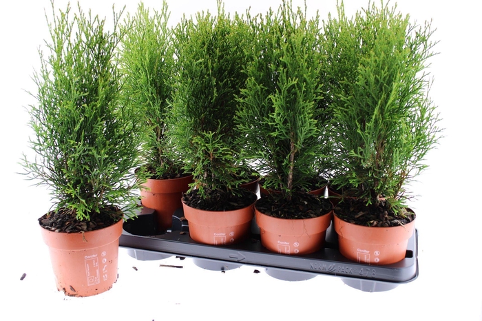 Thuja Smaragd
