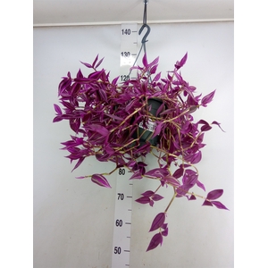 Tradescantia zebr. 'Pink Paradise'