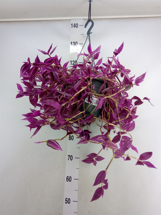 <h4>Tradescantia zebr. 'Pink Paradise'</h4>
