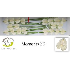 Anthurium Moments