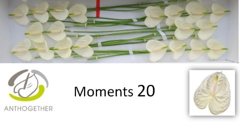 <h4>ANTH A MOMENTS 20</h4>