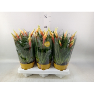 Vriesea  'Shannon'