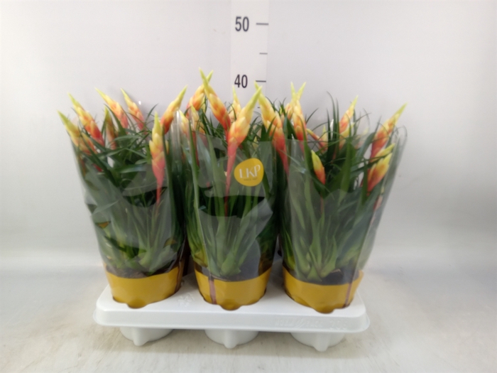 <h4>Vriesea  'Shannon'</h4>