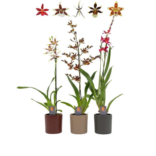 <h4>Inca Cambria mix 1 spike XL in Eva ceramics</h4>