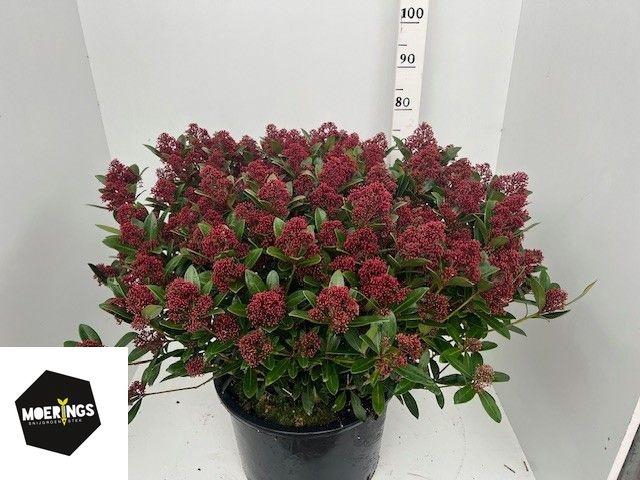 <h4>SKIM J RUBESTA</h4>