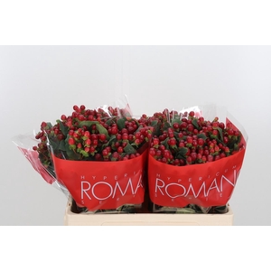 Hyp A Red Ligh Romance