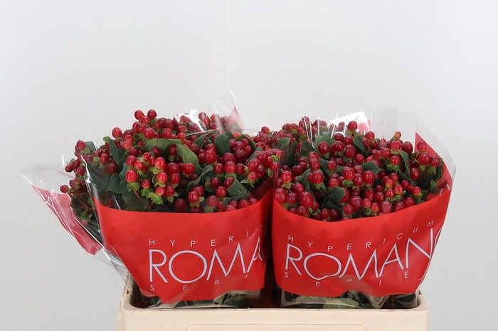 <h4>Hyp A Red Ligh Romance</h4>