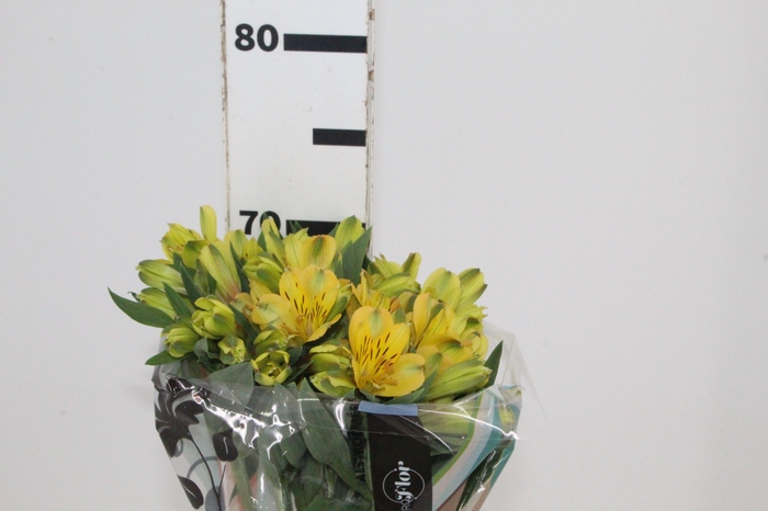 <h4>ALSTROEMERIA CARIBBEAN 070 CM</h4>