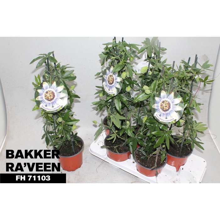 <h4>PASSIFL CAERULEA</h4>