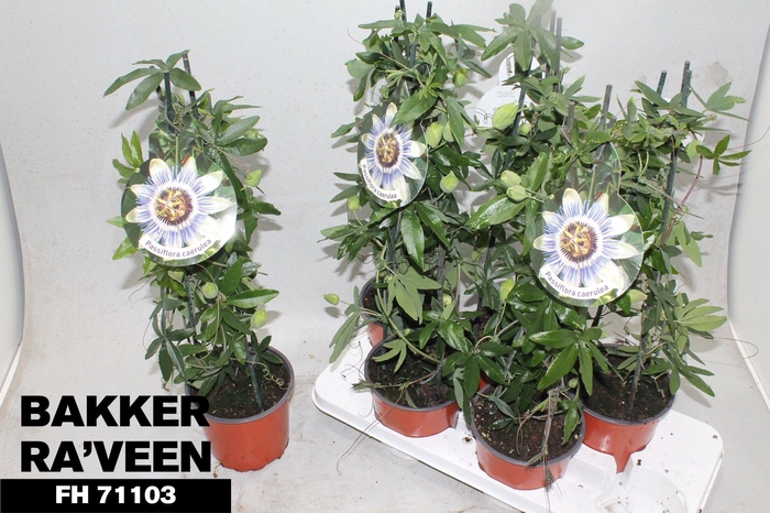 <h4>PASSIFL CAERULEA</h4>