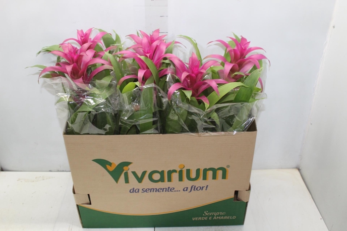 <h4>GUZMANIA VOILA P14</h4>