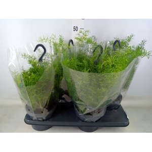 Asparagus dens. 'Sprengeri'