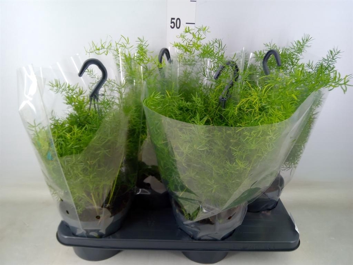 <h4>Asparagus dens. 'Sprengeri'</h4>