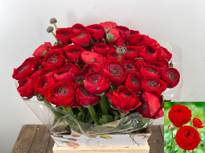 <h4>RAN SU TANGO</h4>