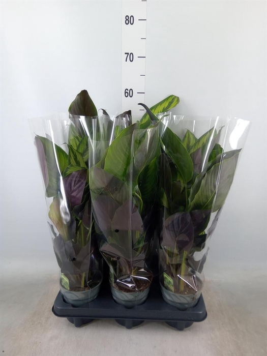 <h4>Calathea   ...</h4>