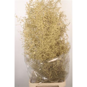 Asparagus Salv. Gold