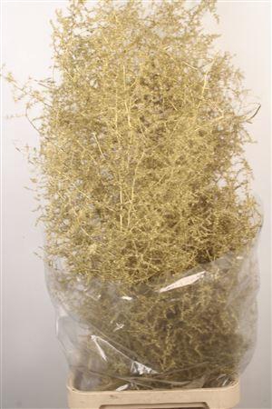 <h4>Asparagus Salv. Gold</h4>
