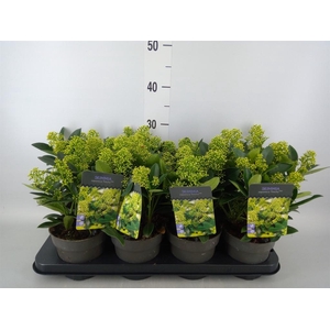 Skimmia jap. 'Finchy'