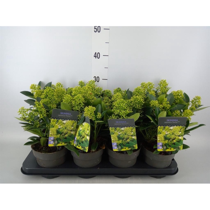 <h4>Skimmia jap. 'Finchy'</h4>