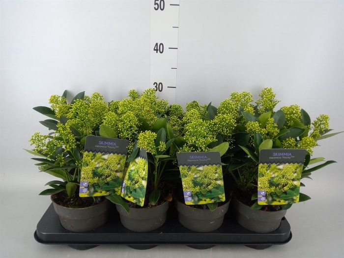 Skimmia jap. 'Finchy'