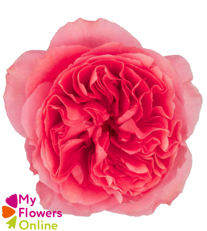 <h4>R Gr Candy Xpression Pink 50cm EC</h4>