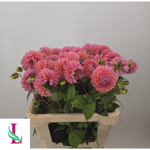 Dahlia Lindas Baby Van der Linden