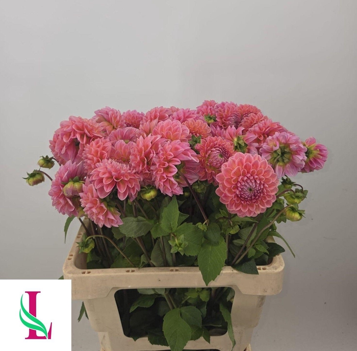 <h4>Dahlia Lindas Baby Van der Linden</h4>