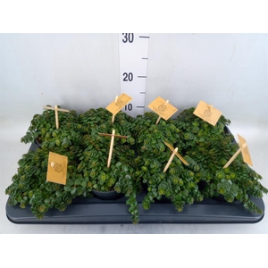 Sedum makinoi 'Kosmosje'